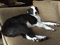 MAV-Groomed_11-2014 (10)